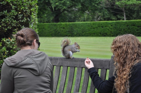 The girls who had a packet of almonds with them... with a friendly giant squirrel!