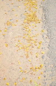 009_Yellow... golden yellow... all over Chennai!
