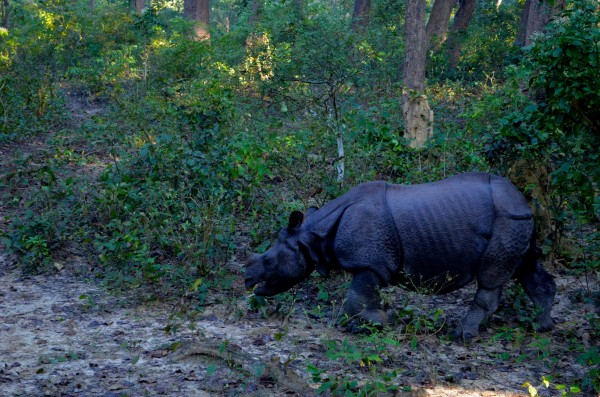 The one-horned rhino that I met in Dudhwa