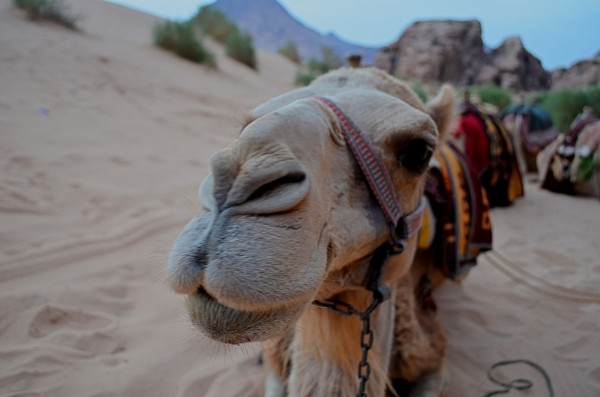 I found camels to be extremely photogenic and willing to pose with expressions that wise men copy!