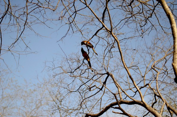 Romancing birds in Ranthambore... nature always delights