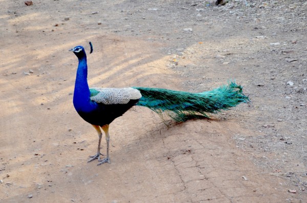 Coming close to a peacock in Ranthambore