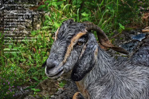 The confused goats of Palampur - THREE