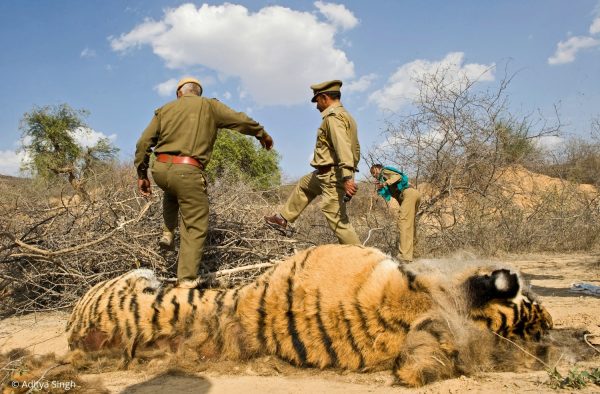 Picture credit - Wildlife Conservation Trust. Poaching harms our environment in more than just one way