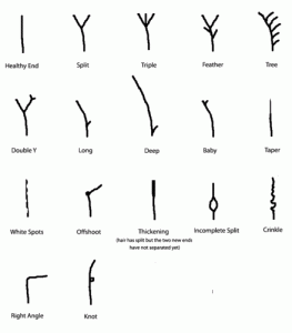 Split-Ends-Chart