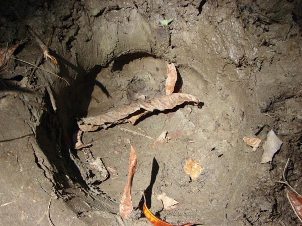 Massive footprint of an elephant clicked for you...