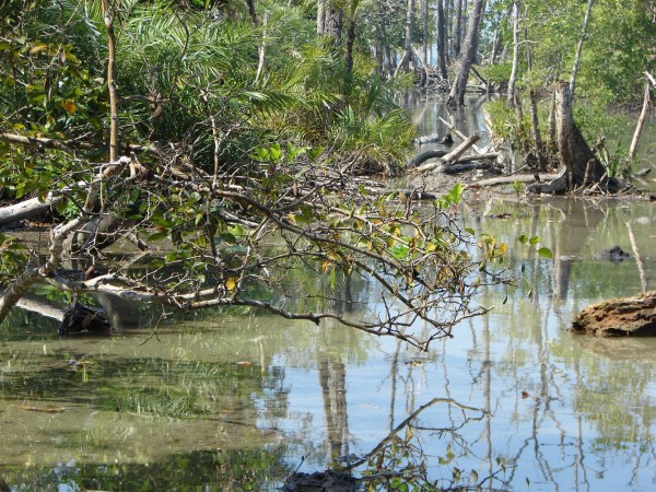 Still water reflects well... but we opted out of wading through this...