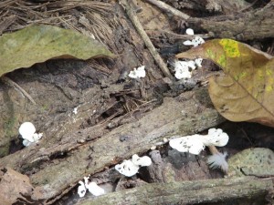 Stunning species of mushrooms there.