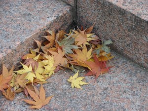 Maple leaves huddled in a corner near Myeondong... the camera captured just what the eyes saw!