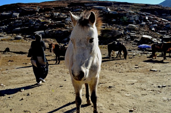Journey to Kaza - The friendly ponies at Rohtang...