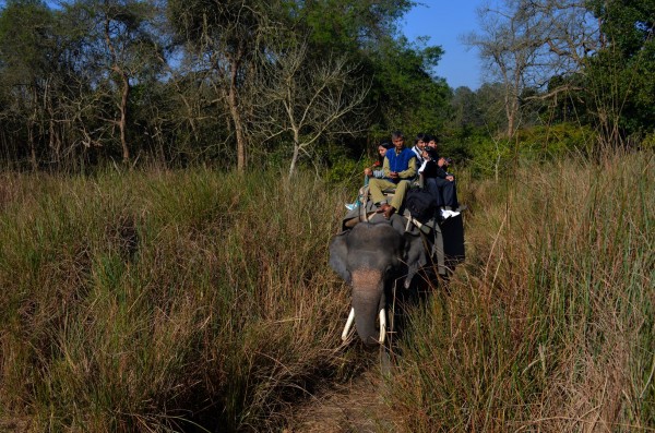 At Dudhwa National park... for the elephant safari... the terrain - grasslands