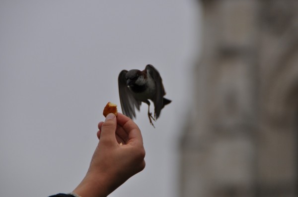 The dramam of the sparrows rushing in for a little bite... the hover... the connect...