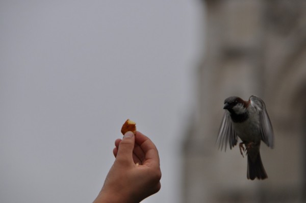 The sparrow hovering...