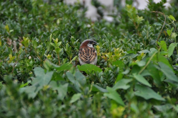 The Paris sparrows are happy!