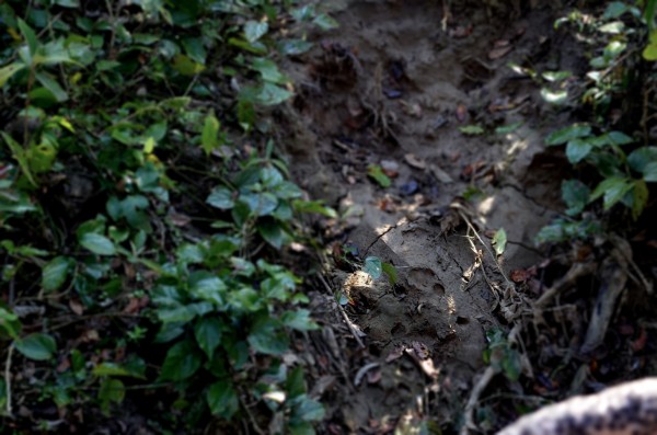 Tiger pugmarks in wet earth can be quite a giveaway of where they could be