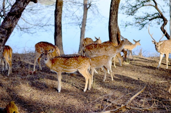 Another shot of another docile animal in ranthambore