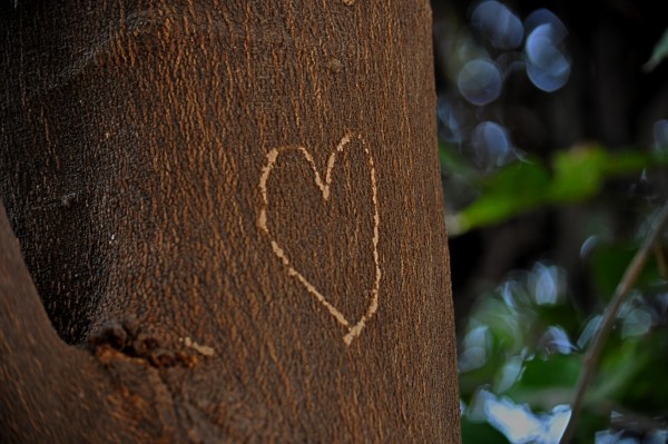 Of symbols of love engraved on trees