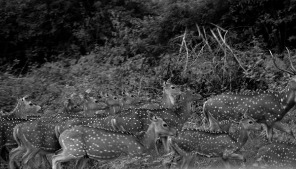 Bandipur and Kabini - The Spotted Deer stay together and run together