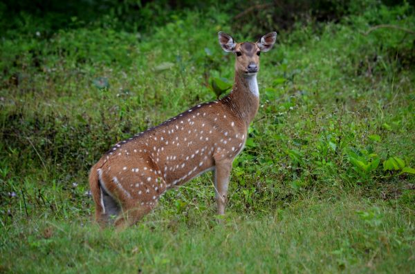 Bandipur and Kabini - This one is probably in two minds... to scoot or not to scoot