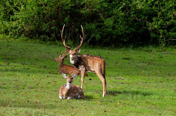 Bandipur and Kabini - The typical family pose!