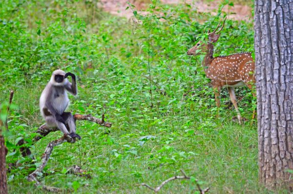 Bandipur and Kabini - The strange relationship between a Langur and a Chital