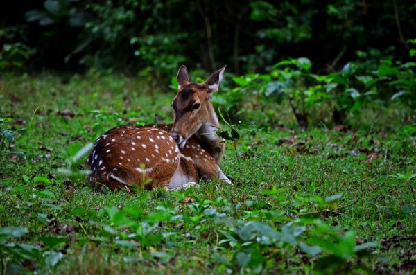 Bandipur and Kabini - They're shy and yet bold enough