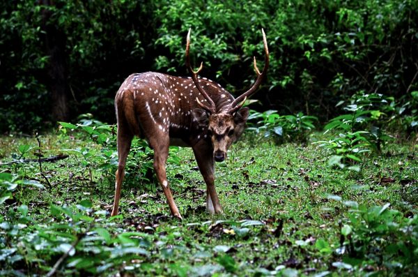 Bandipur and Kabini - The Spotted Deer is always curious and alert!