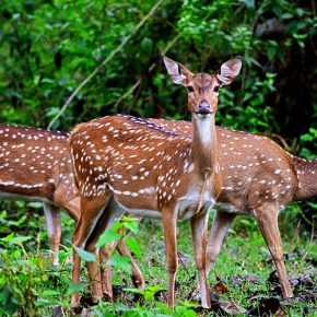 To those who look through the spotted deer