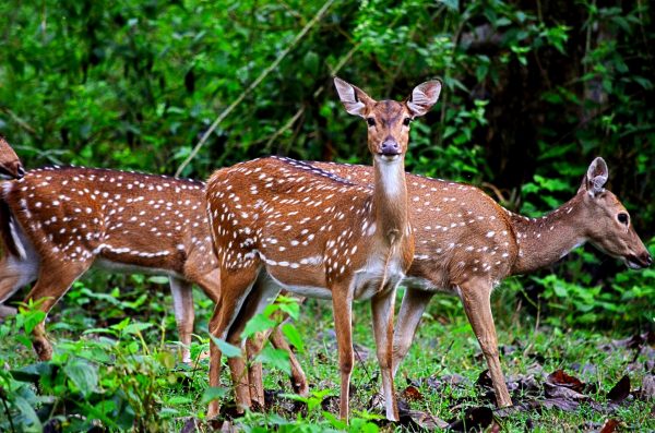 Bandipur and Kabini - They stop and stare and sometimes pose for the camera