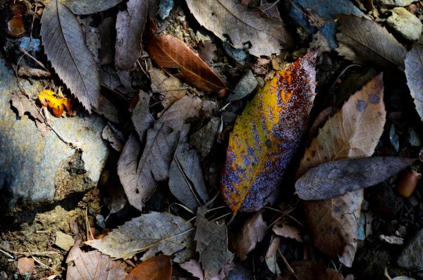 Fallen leaves are just as full of poetry as the ones that are still on trees