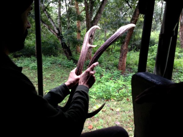 Bandipur and Kabini - the antlers of a male Spotted Deer