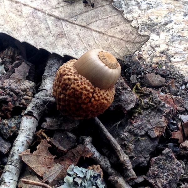 What does this acorn remind you of?