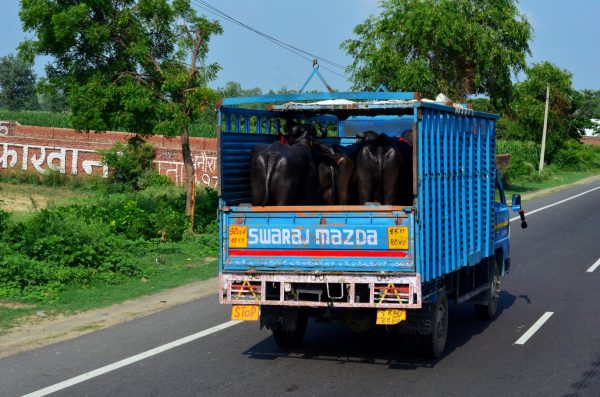 #TheRoyalReuvenation Journey to Namah Resorts. The bulls in transit...