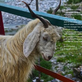 The confused goats of Palampur - ONE