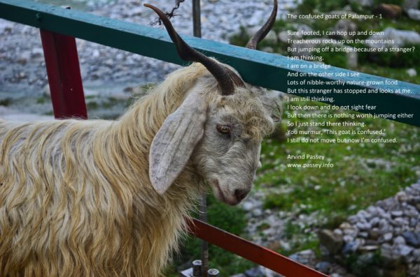 The confused goats of Palampur - ONE