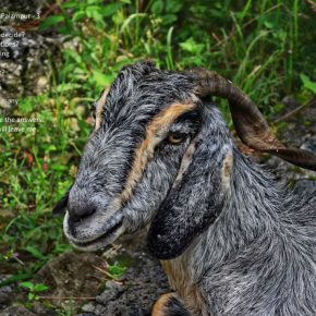 The confused goats of Palampur - THREE