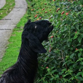 The confused goats of Palampur - TWO