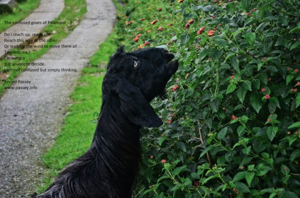 The confused goats of Palampur - TWO