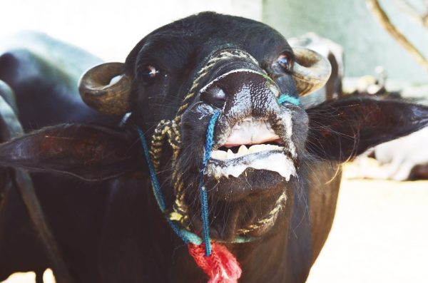 Adventure_ facing the angry bull protecting his harem. #TCBG_Trips #GajRetreat 