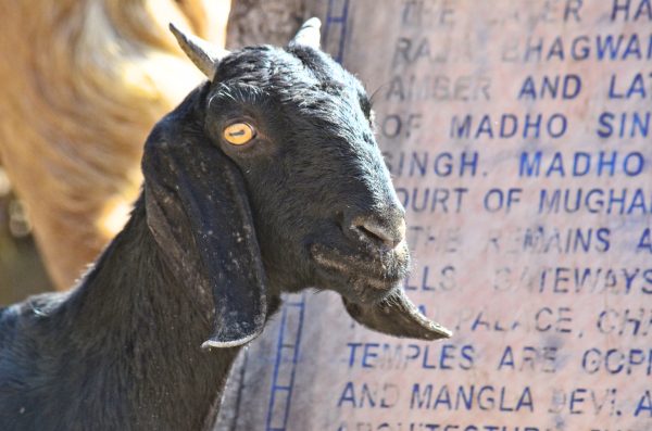 Bhangarh - where even goats give you eerie looks