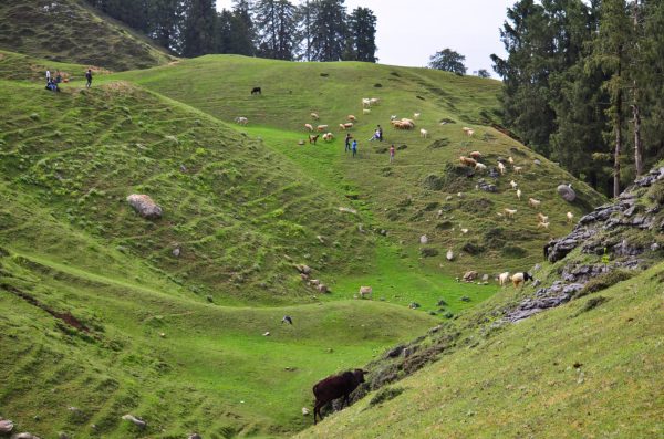 The rolling meadows after two hours of a steep climb up through a dense forest