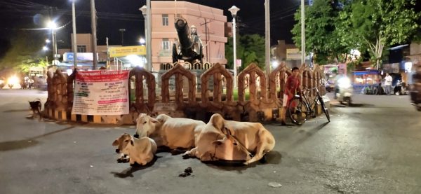 Shot on Vivo Z1Pro_Minerva Chowk in Jhansi and cows don't mind being clicked_captured at night without a flash