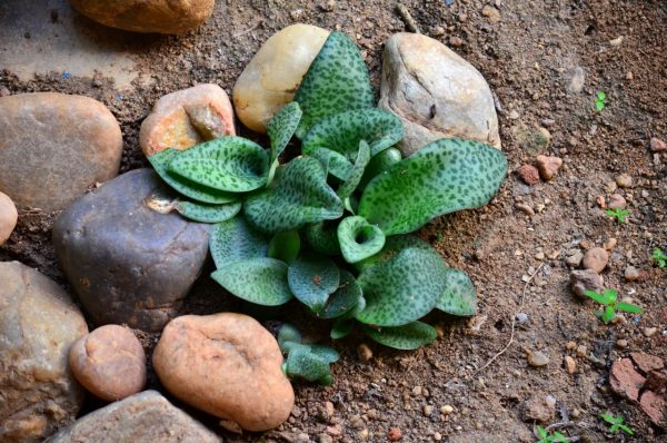 Auroville - has lots of inspirations for nature photographers - 03