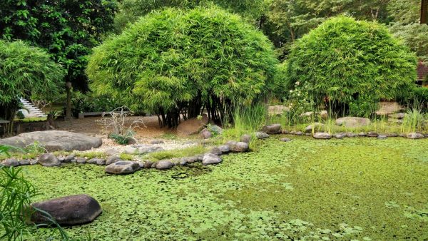 Auroville - waterbodies abound in the township