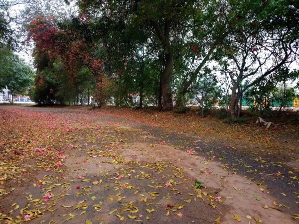 Bougainvillea on the slip roads of Sector Beta - 2, Greater Noida