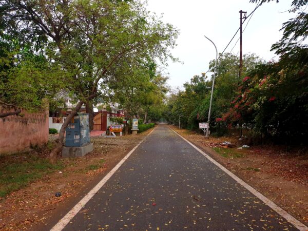 Bougainvillea on the slip roads of Sector Beta - 2, Greater Noida